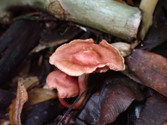 Cortinarius quercoarmillatus
