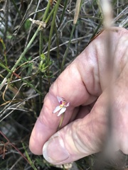 Caladenia moschata
