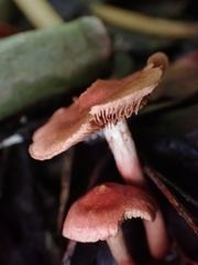 Cortinarius quercoarmillatus
