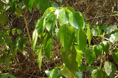 Oreopanax guatemalensis