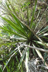 Furcraea guatemalensis