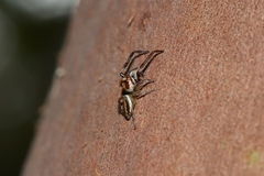 Opisthoncus abnormis