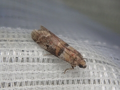 Conobathra tricolorella