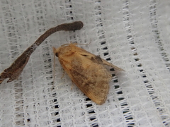 Microleon longipalpis