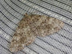Heterarmia costipunctaria