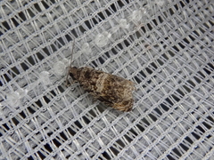 Celypha flavipalpana