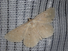 Synegia hadassa