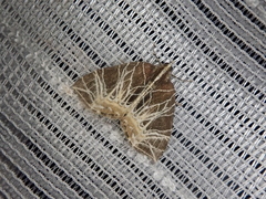 Evecliptopera illitata