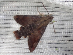 Macroglossum saga