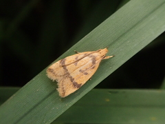 Periacma delegata