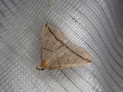 Zanclognatha griselda