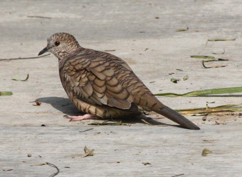 Columbina inca