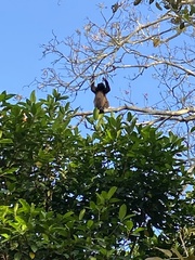 Alouatta palliata