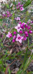 Boronia fastigiata