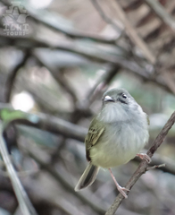 Oncostoma cinereigulare