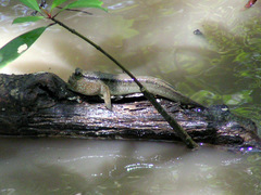 Periophthalmodon schlosseri