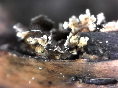 Diderma rufostriatum