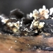Diderma rufostriatum - Photo (c) Krissa Klein, some rights reserved (CC BY-NC), uploaded by Krissa Klein