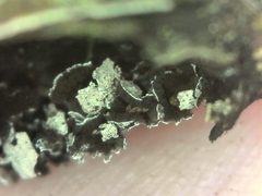 Diderma rufostriatum