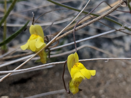 Image of Neogaerrhinum filipes by (c) Darrin Gobble, some rights reserved (CC BY)