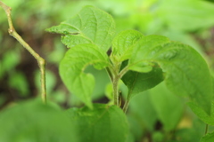 Lycianthes