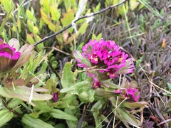 Castilleja ambigua humboldtiensis