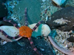 Cryptopelta tarltoni