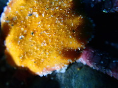 Cryptopelta tarltoni