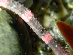 Cryptopelta tarltoni