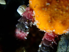 Cryptopelta tarltoni