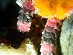 Cryptopelta tarltoni