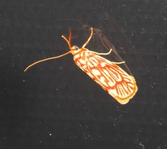 Lactura erythractis