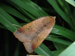Diarsia ruficauda