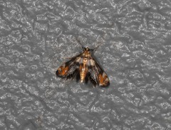 Margarosticha repetitalis
