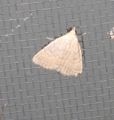 Nodaria aneliopis
