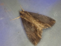Ercheia umbrosa