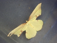 Corymica pryeri