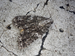 Acronicta catocaloida