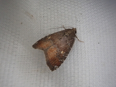 Amyna stellata