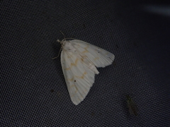 Patissa fulvosparsa