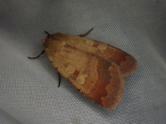 Sineugraphe oceanica