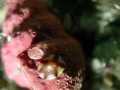 Asteracmea suteri