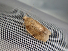 Choristoneura longicellana