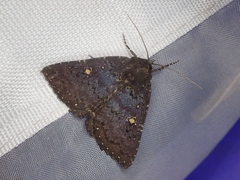 Hypersypnoides submarginata