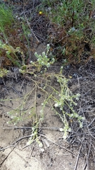 Cryptantha leiocarpa