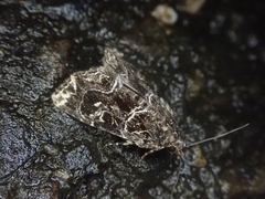 Callopistria albolineola