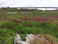 Castilleja ambigua humboldtiensis