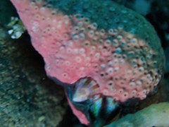 Asteracmea suteri