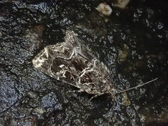 Callopistria albolineola