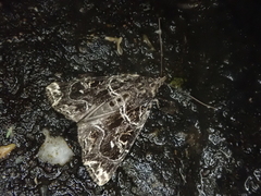 Callopistria albolineola